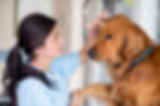 A woman examining the dog's hair before hairy treat