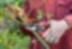 A professional carefully trims a branch using garden pruning scissors