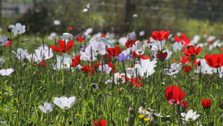 Renewal, Rejuvenation, and Freedom from War