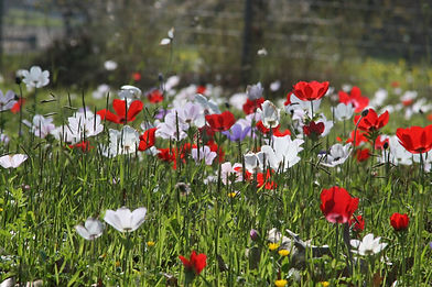 Field Of Wildflowers