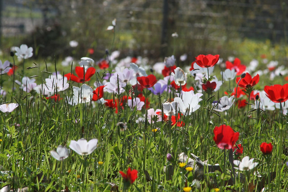 Field Of Wildflowers