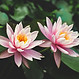 Light pink water lily
