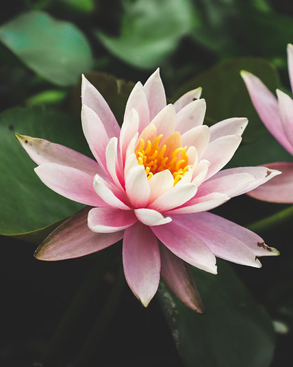 Light pink water lily