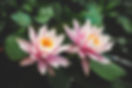 Light pink water lily