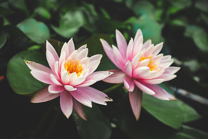 Light pink water lily