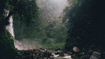 Vue d'un corridor boisé en zone naturelle protégée dans les Yvelines - affaire de défrichement illégal CA Versailles 2026