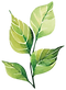 organic leaf 