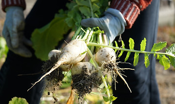 Farmer_s手持ち大根