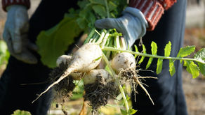 Sowing Seeds of Productivity