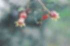 Pomegranate Flower Buds