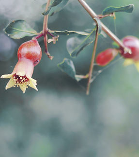 Pomegranate Flower Buds