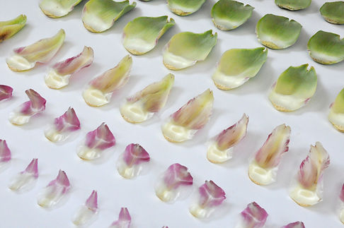 Artischockenblätter