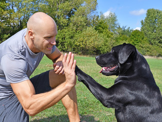 man with black lab dog giving handshake