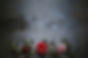 Roses On Rustic Background