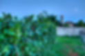 Vignes