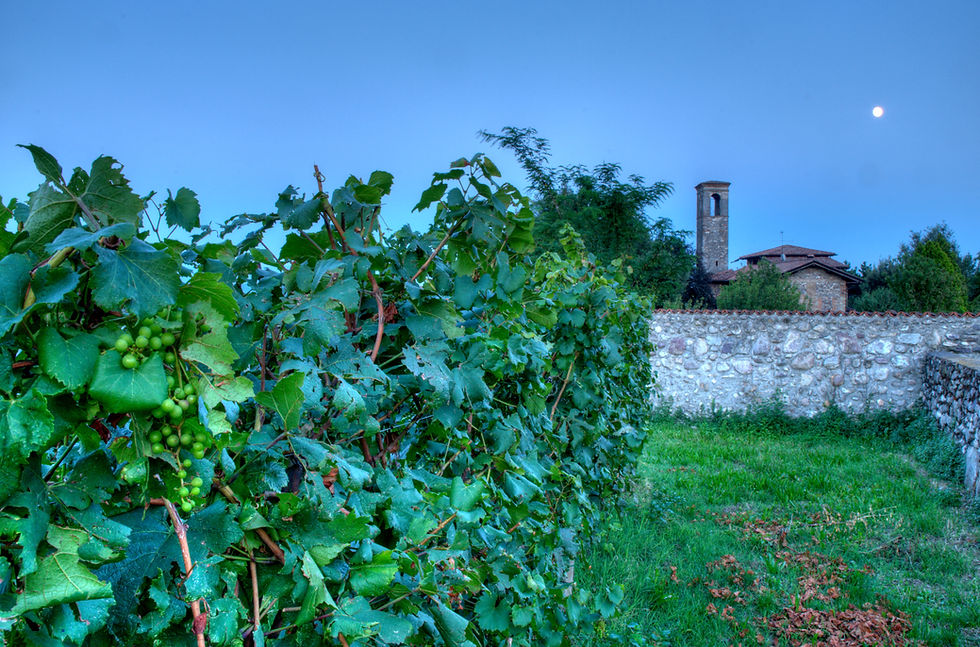 Vigneti di sera, territorio carsico, murgia, agricoltura