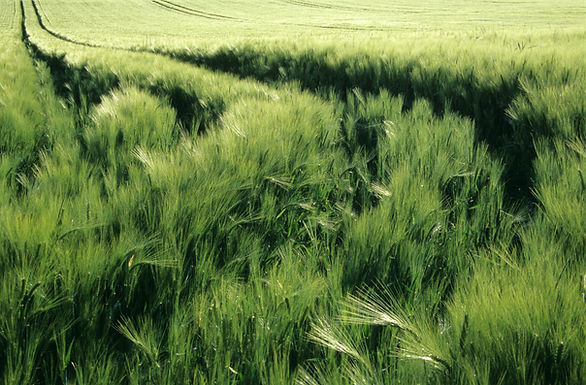 Lush Green Field