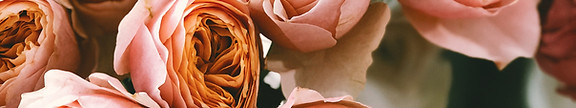 Peach Roses