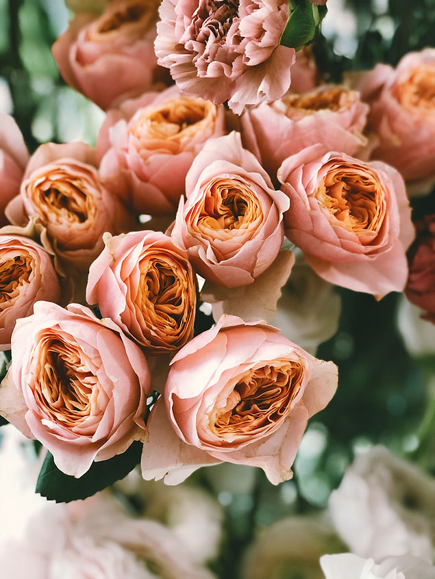 Peach Roses