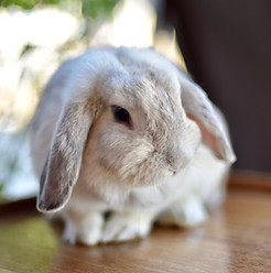 Conejito lindo