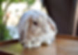 Cute Bunny