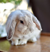 Fluffy Bunny Close-Up