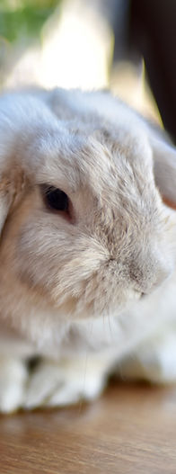 Lapin mignon