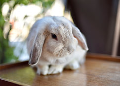 Lapin