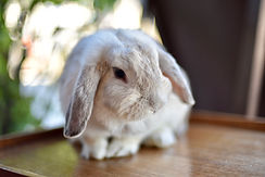 Lapin mignon