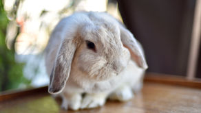 A fluffy white rabbit with droopy ears sits on a wooden table against a blurred, green background, creating a peaceful scene.