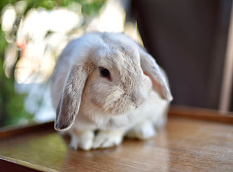 Cute Bunny
