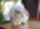 Cute Bunny