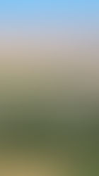 Embracing the Six Principles of Regenerative Agriculture in our Homesteads and Gardens