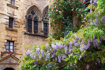 Piante da fiore