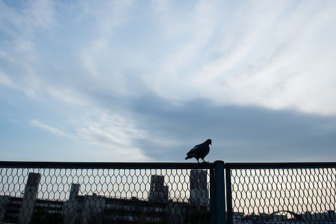 a bird on a metal fence