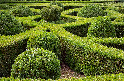 garden with meticulously trimmed green hedges forming a maze-like pattern