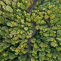 Dense Forest Path