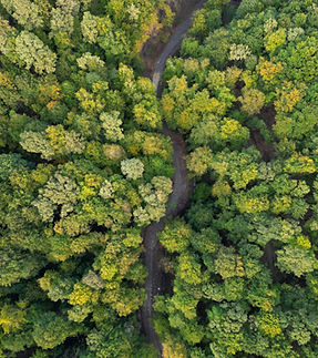 Dense Forest Path
