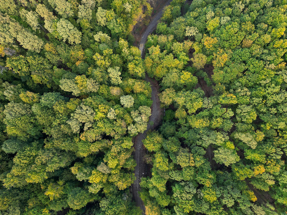 Dense Forest Path