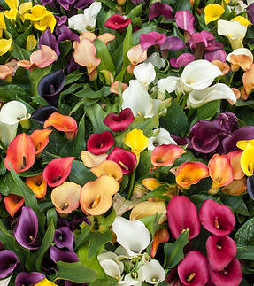 Flores coloridas