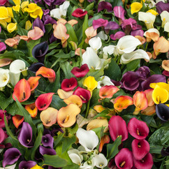 Colorful Flowers