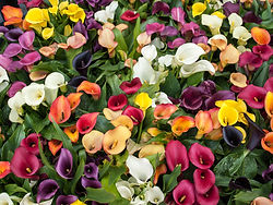 Colorful Flowers