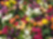 Colorful Flowers