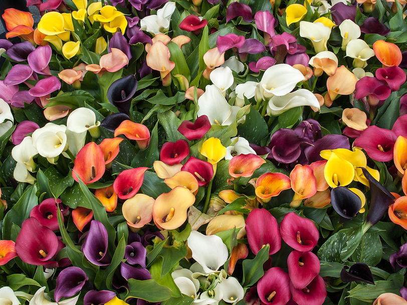 Colorful Flowers
