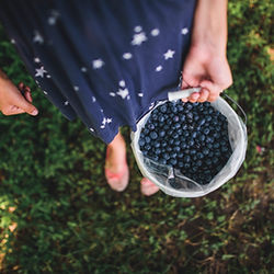 Collecting Sloes, foraging in Devon