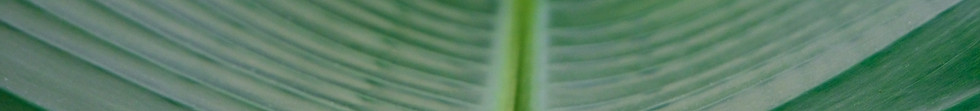 植物の葉のクローズアップ