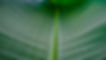 Leaf Stem