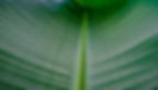 Tige de la feuille