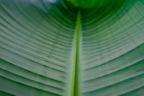 Leaf Stem