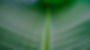 Leaf Stem